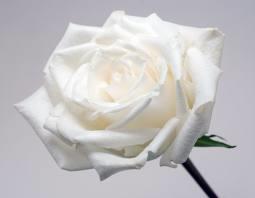 white rose perfect complement to pearls as the birth flower for June